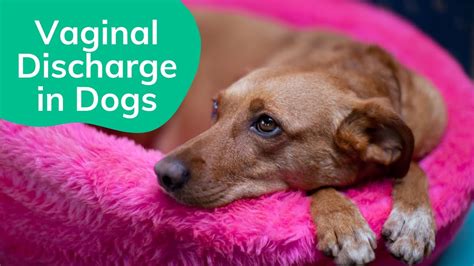 milky discharge from dog|Vaginal Discharge in Dogs